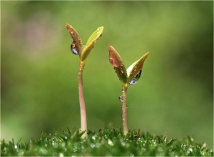 Growing Growing community
